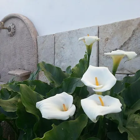 Apartamento Barnaba Edera Martina Franca